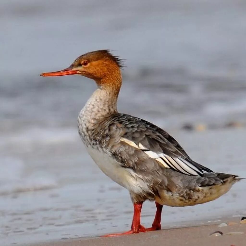 Большой крохаль mergus merganser. Крохаль красная книга. Северная утка крохаль. Крахаль речной. Крахаль речной.
