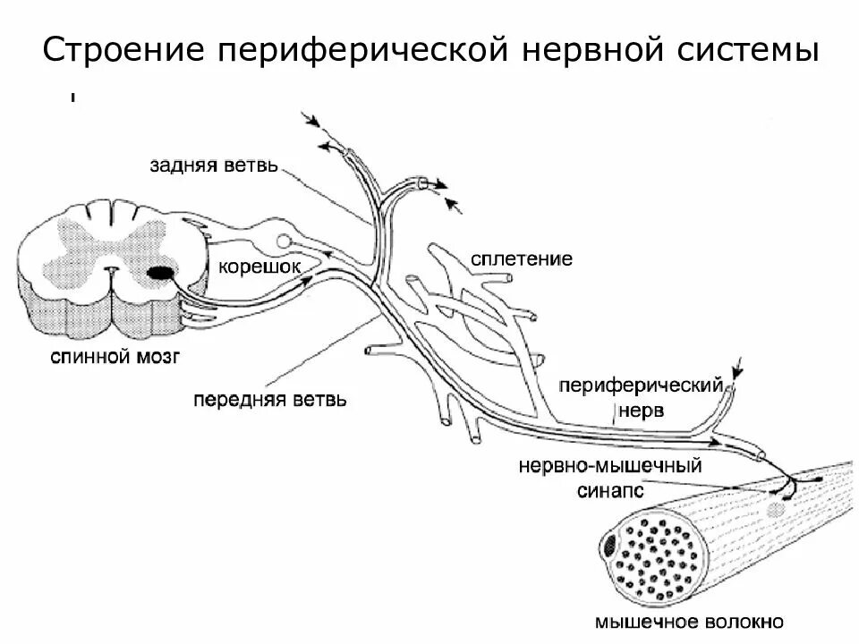 Внутреннее строение нерва. Строение периферической НС. Схема периферической нервной системы. Схема строения периферического нерва. Строение периферического нерва топографическая анатомия.