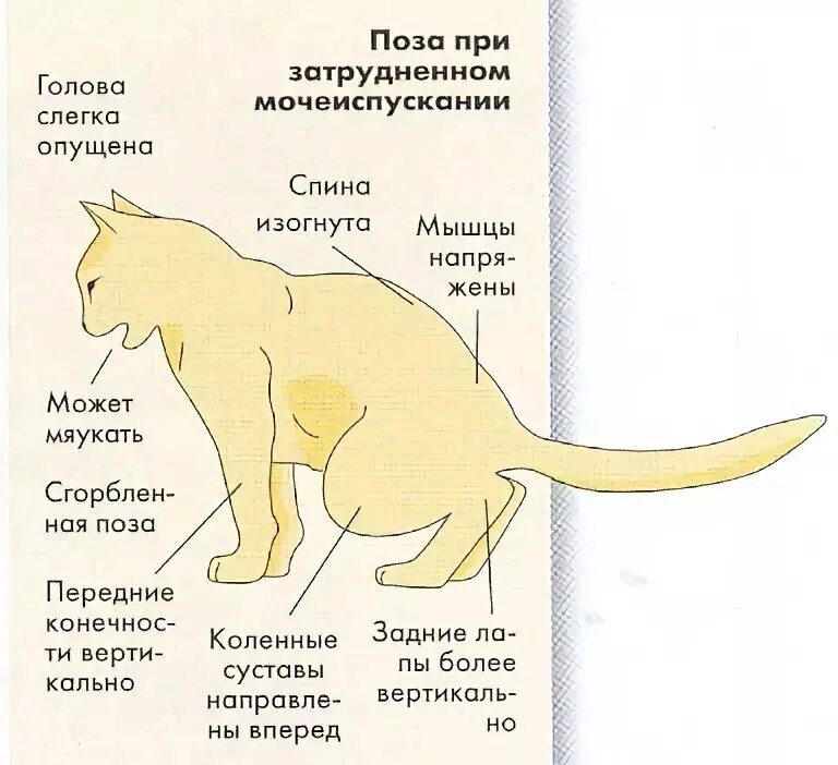 Мочеиспускание животных. Мочекаменная болезнь у кота симптомы. Мочекаменная болезнь у кошек симптомы. Мочекаменная болезнь у котов симптомы.