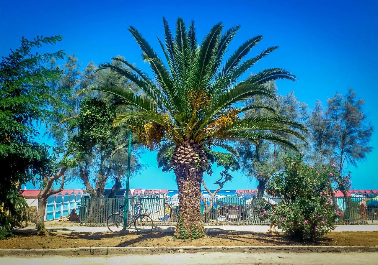 сочинский дендрарий пальмовая аллея. сочи дендрарий пальма. пальмы субтропики россии сочи. южная пальма в сочи. пальма вашингтония в сочи.