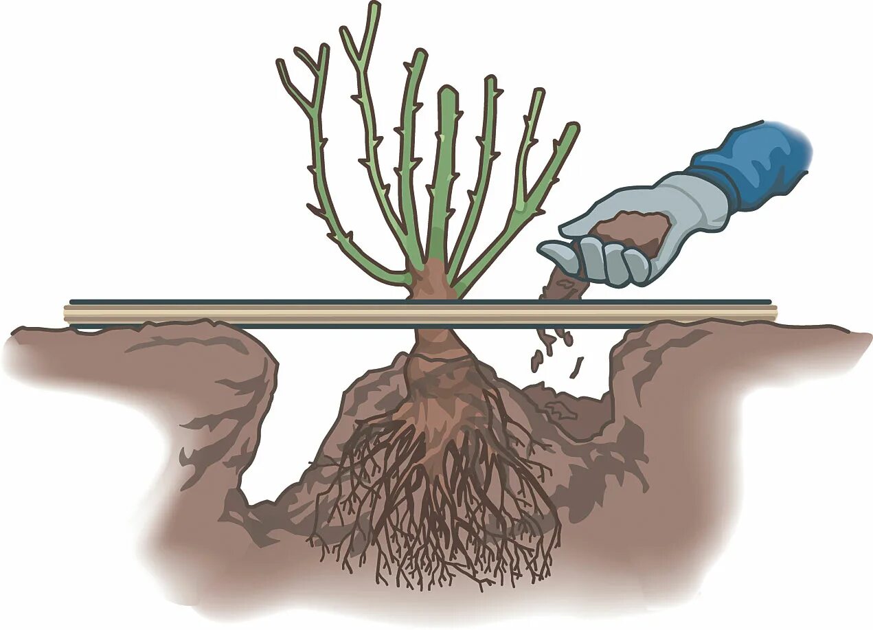 Корневая шейка у розы. Посадка роз корневая шейка. Заглублять прививку у розы. Посадка роз с заглублением прививки. Как правильно посадить саженец розы