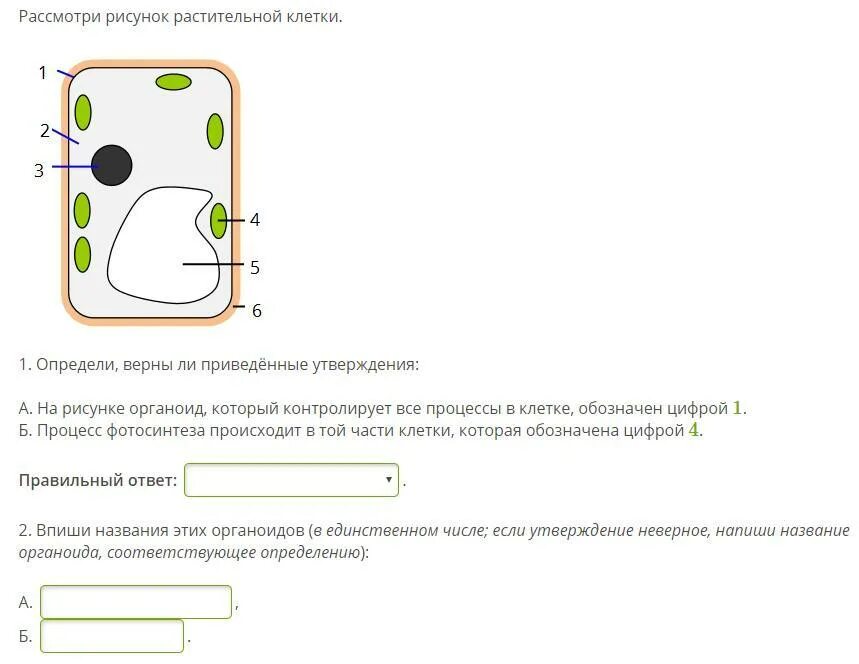 Рассмотрите изображение и выберите верный ответ. Рассмотрите рисунок растительной клетки ответ. растительная клетка задания. органоид который контролирует жизнедеятельность клетки обозначен. рассмотри рисунок растительной клетки на рисунке органоид.