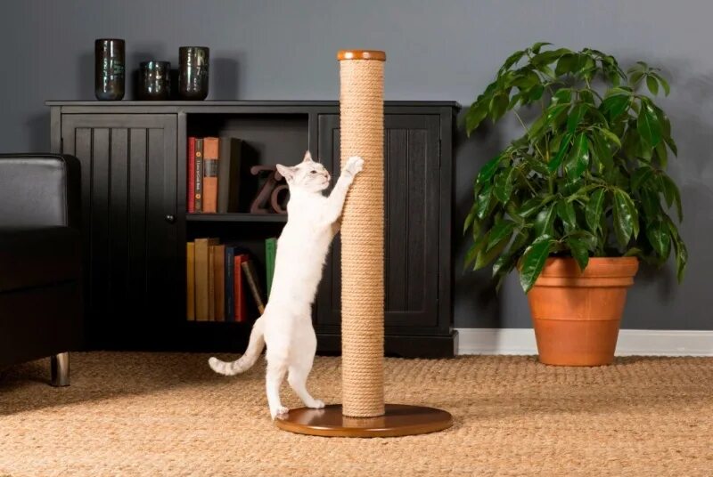 Cat scratcher