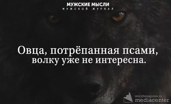 Однажды я на своей шкуре испытал насколько. Овца потрёпанная псами волку не интересна. Потрепанная овца волку уже не интересна. Цитата : овца потрепанная псами волку не интересна. Цитаты волка.