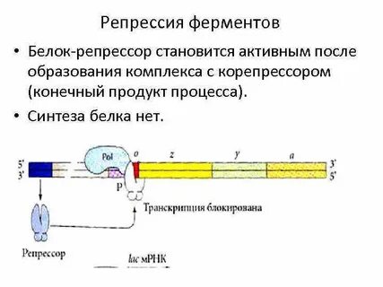 Индукция и репрессия генов