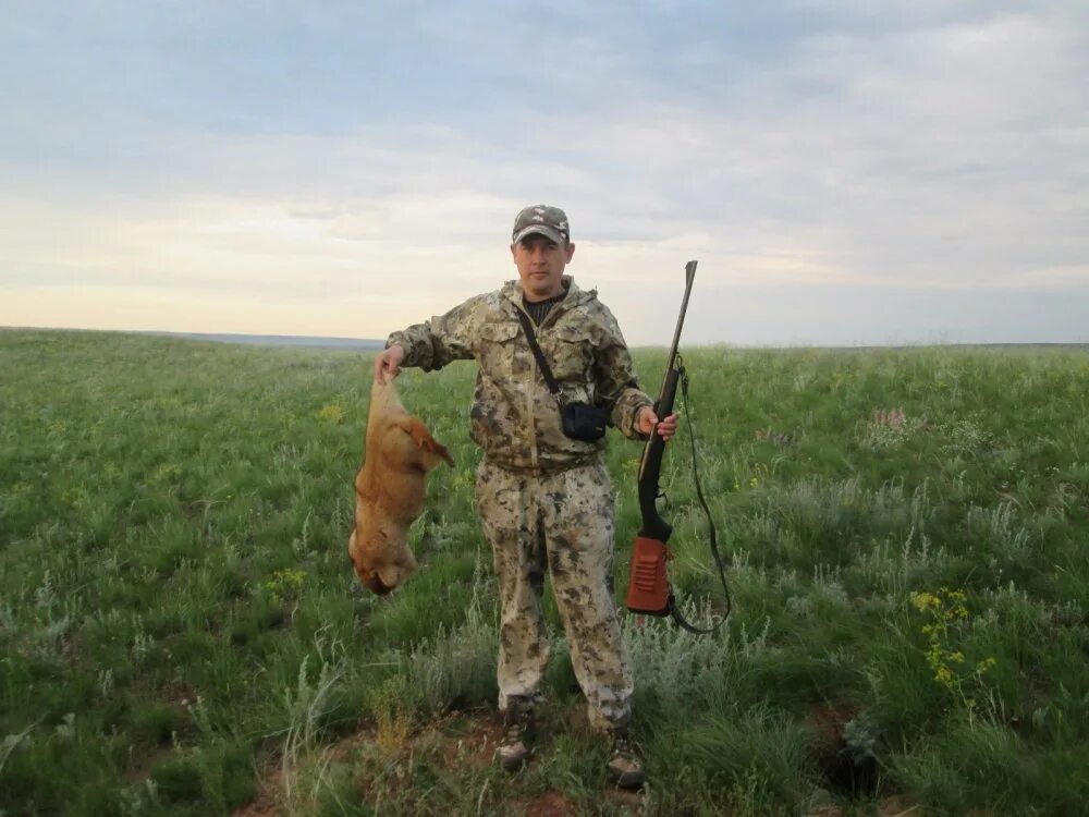 Охота на сурка в Оренбургской области. Охота на сурка в Новгородской области.