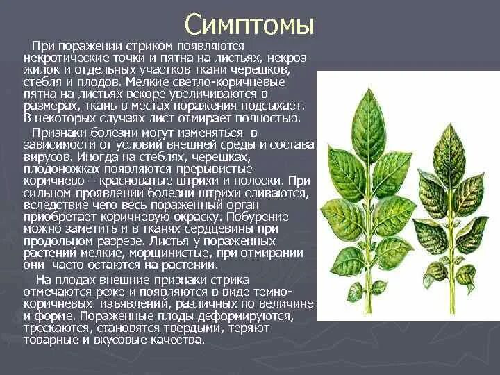 Тип листа у томата