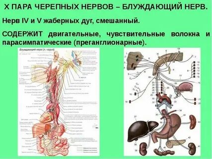 Нервы черепные фото