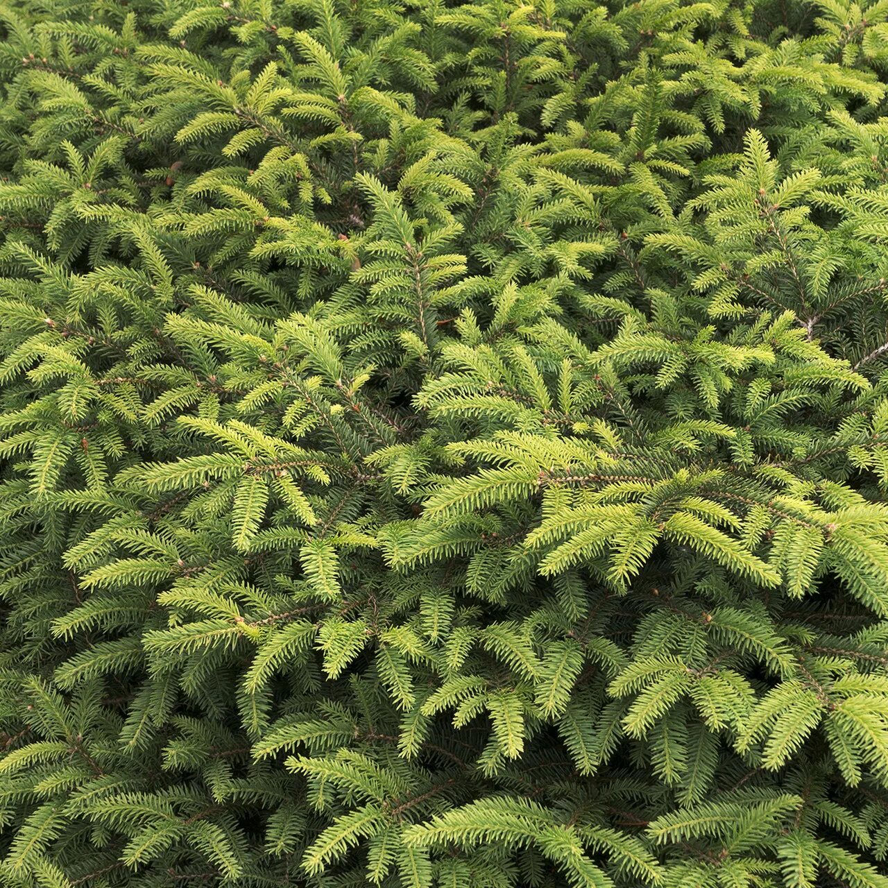 Ель европейская. Picea Abies Nidiformis. Ель европейская Нидиформис. Ель обыкновенная Nidiformis. Ель обыкновенная Нидиформис.