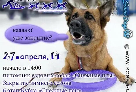 День собак 4