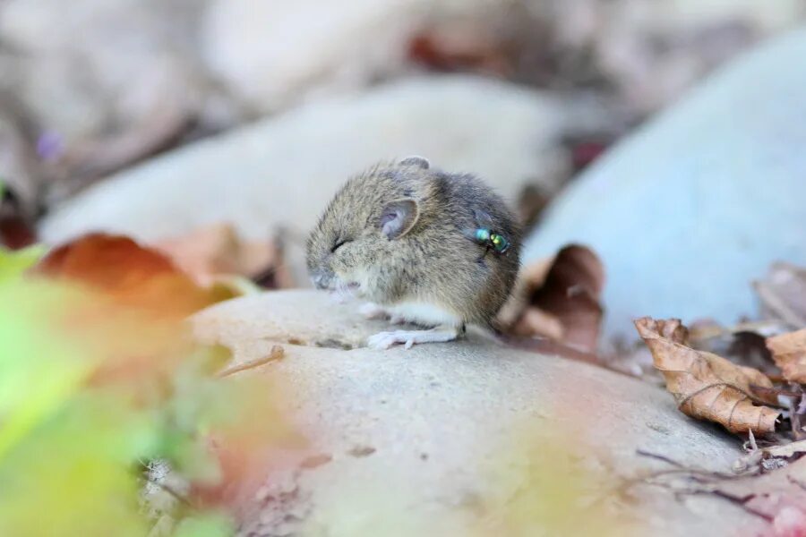 что случилось с мышкой и мушкой. реабилитационный центр летучих мышей. мушка мышь. про кошек мышек мишек мушек энас-книга. мышь и муха.