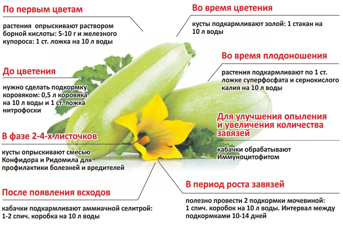 Подкормка для огурцов и кабачков в открытом грунте. Схема подкормки тыквы. Схема подкормки органическими удобрениями огурцов. Схема подкормки огурцов удобрениями в открытом грунте.