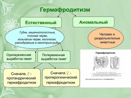 Гермафродитизм у человека