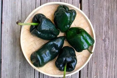 Pepper like