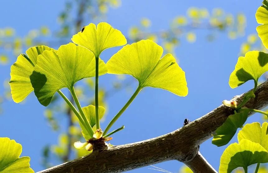 Гинкго билоба растение. Гинкго билоба (Ginkgo Biloba). Гинкго двулопастный (Ginkgo Biloba). Растение гинкго двулопастный.