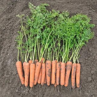 Морковь ромоса отзывы