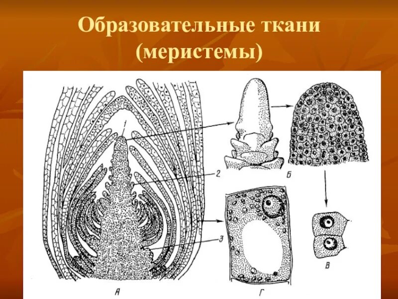 Меристематические ткани растений. Образовательные ткани меристемы. Образовательная ткань растений меристема. ПРЕФЛОРАЛЬНАЯ меристема. Апикальная меристема строение.