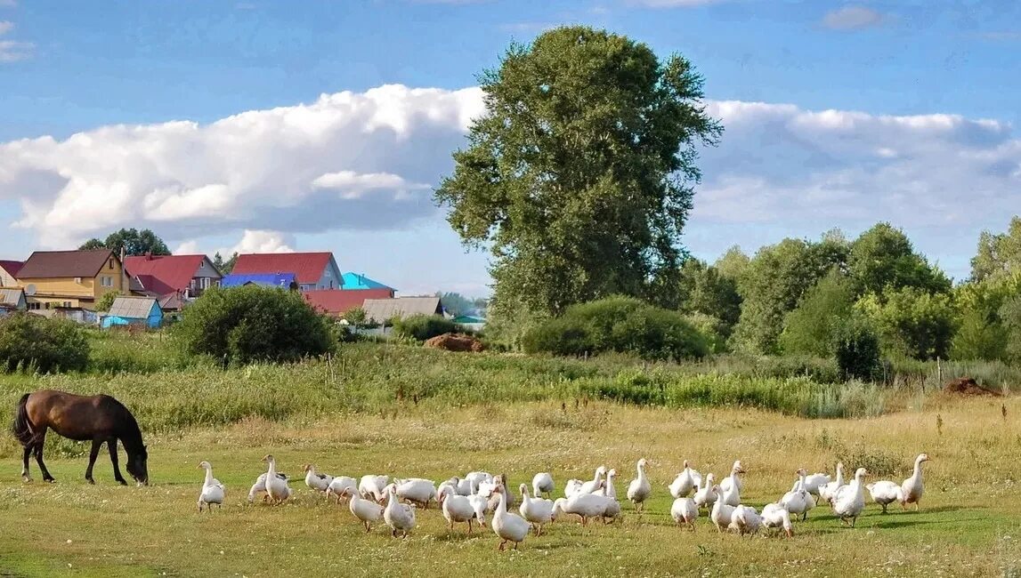 Гусь корова
