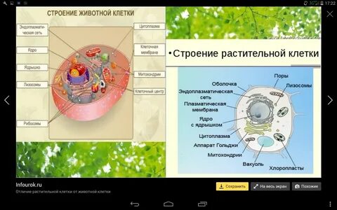 Животная клетка различия