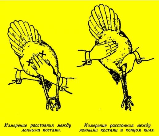 Как найти курицу. Лонные кости у кур несушек. Лонная кость у кур. Как понять несется курица или нет. Лонные кости у курицы несушки.