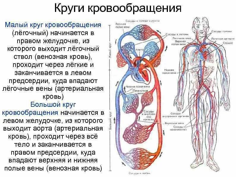 Кровь поступает в легкие по сосудам круга. Малый и большой круг кровообращения человека схема анатомия. Схема движения крови по малому и большому кругам кровообращения. Схему кругов кровообращения БКК. Движение крови в кровеносной системе схема.