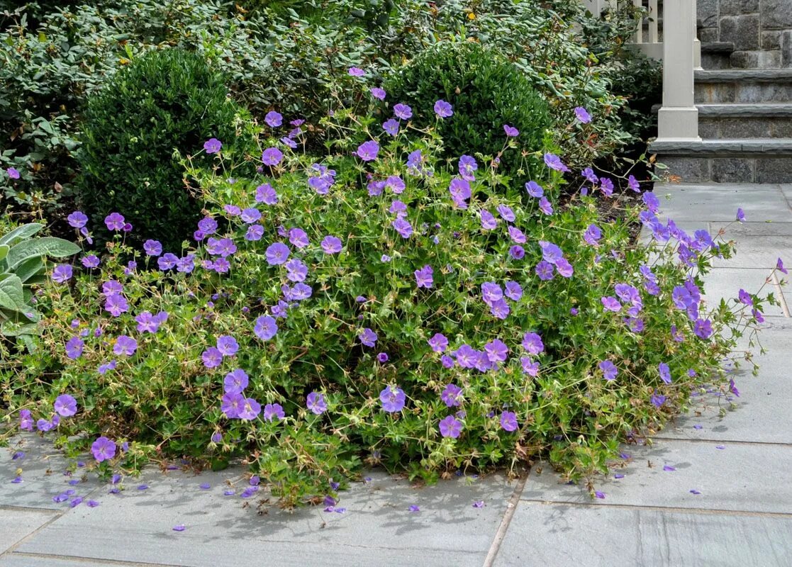 Alice Bowe: Plants that will keep weeds at bay the natural way Geranium rozanne,