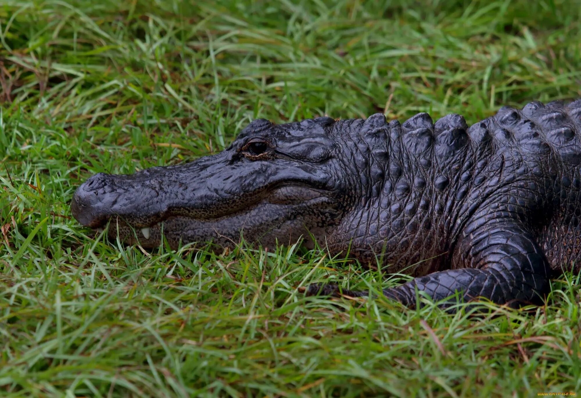 Черный кайман и нильский крокодил. Гангский гавиал. Крокодил обои. Черный кайман крокодил. Черный кайман аллигатор.