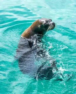 Водные млекопитающие животные