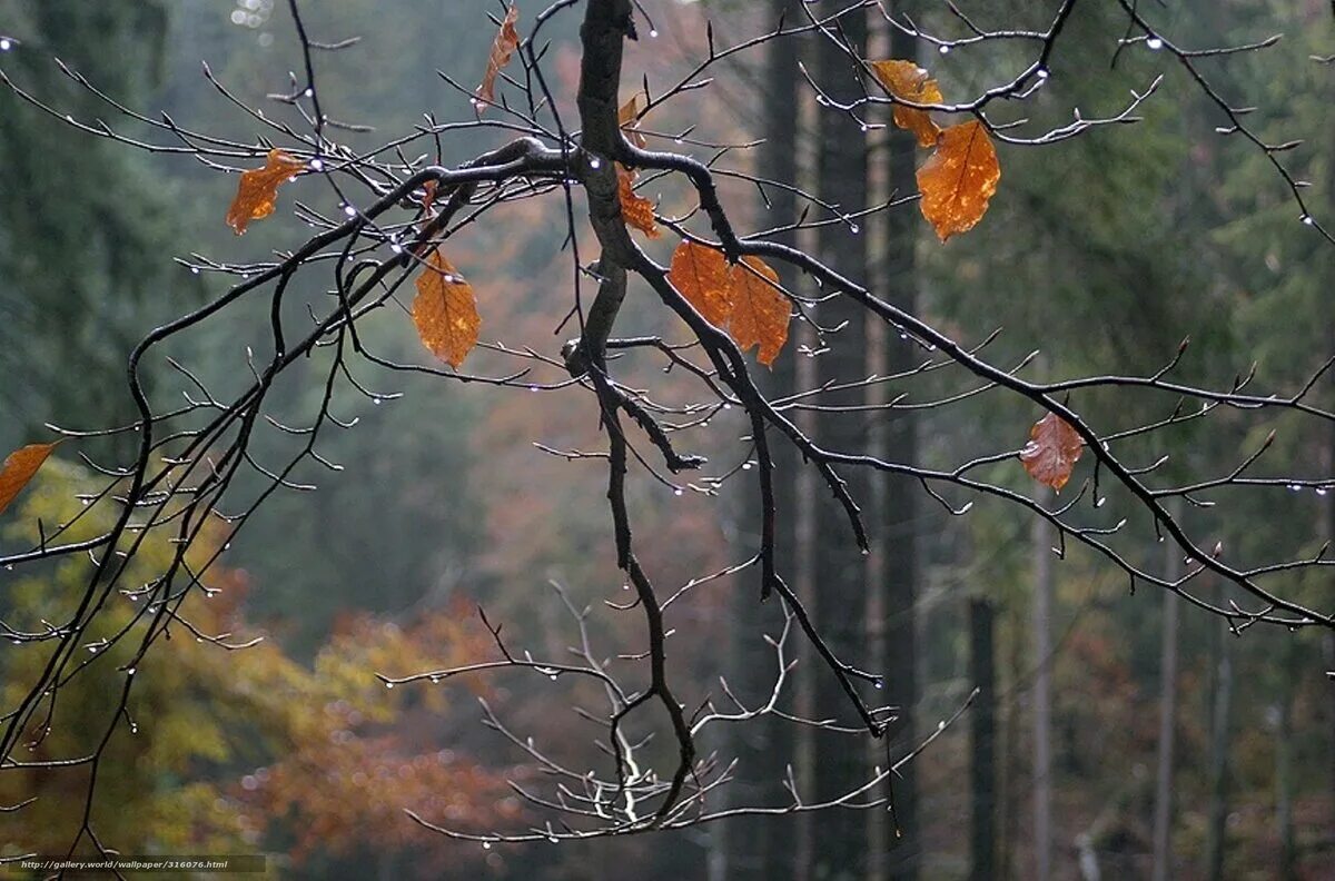 Осень листья давно облетели. Дождливая осень. Поздняя осень. Деревья поздней осенью. Дождь поздней осенью.