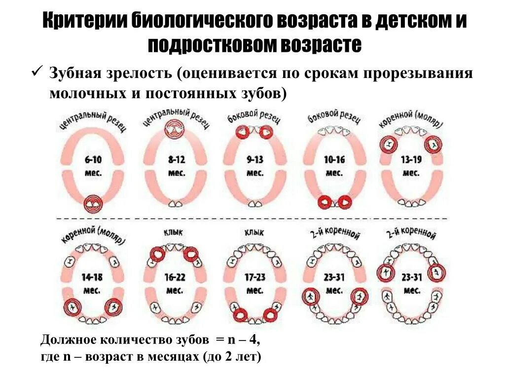 Формула количества молочных зубов. Зубы норма прорезывания молочных. Возраст молочных зубов. Возраст смены зубов постоянных и молочных. Зубы по возрастам у детей.