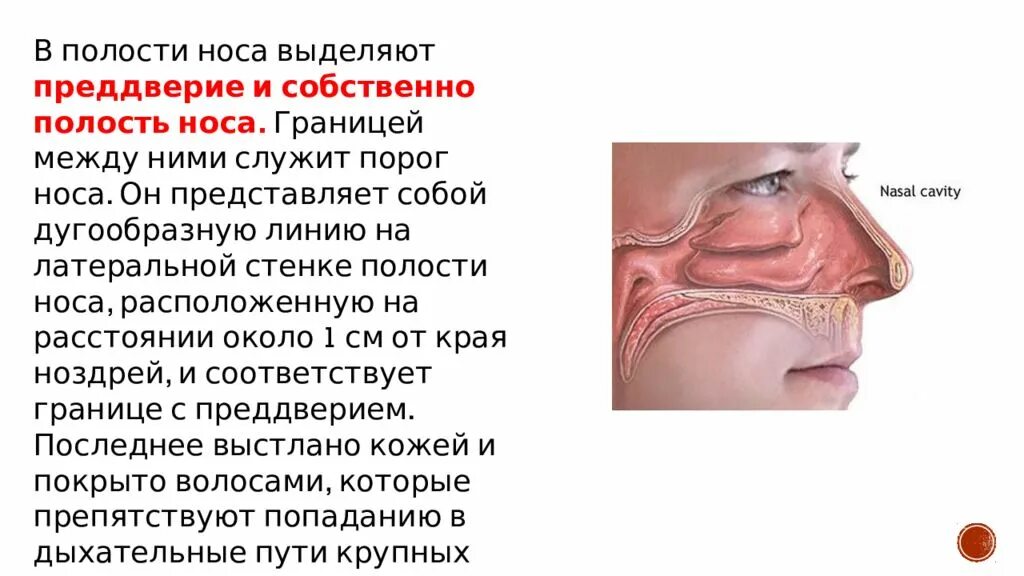 Что находится в преддверии