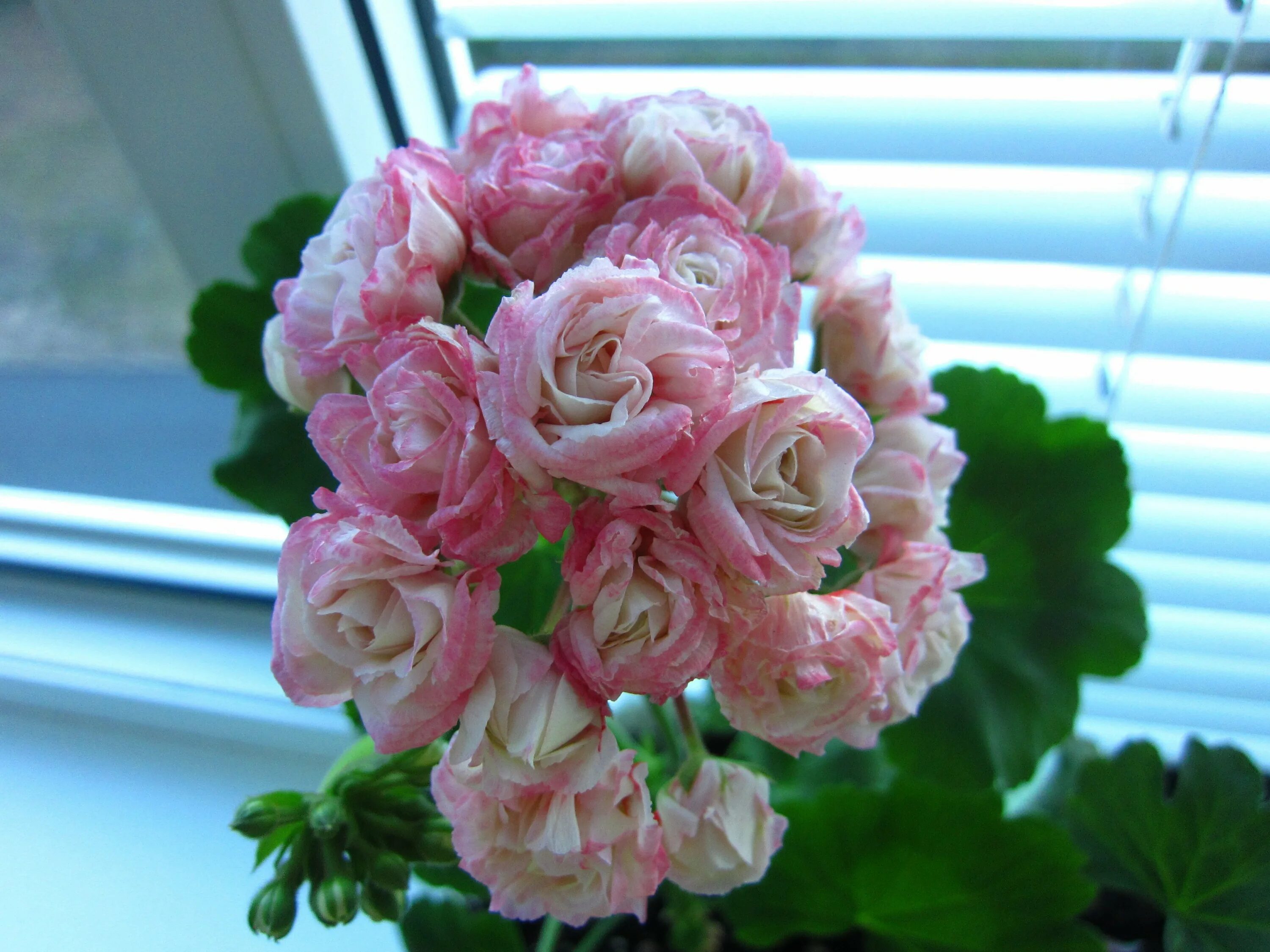 Пеларгония розебудная. Герань розабуд. Пеларгония Эппл блоссом. Ирида мамины розы