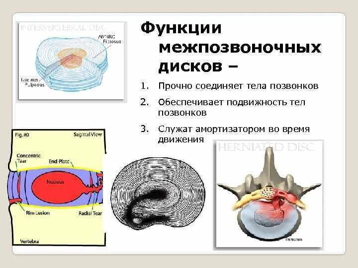 Содержимое межпозвоночного диска. Функции межпозвоночных дисков. Строение межпозвоночного диска. Строение межпозвонковых дисков. Межпозвонковый диск строение функции.