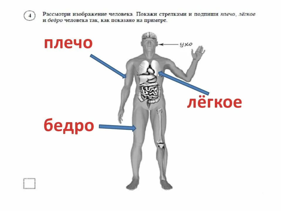 Где находится голень у человека впр. Рассмотри изображение. Рассмотри изображение человека. Рассмотри изображение человека ВПР. Строение тела человека плечо.