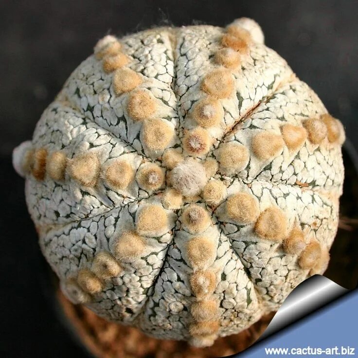 Astrophytum asterias. Астрофитум ooibo. астрофитум супер кабуто. astrophytum asterias v-type. astrophytum asterias ooibo rensei.