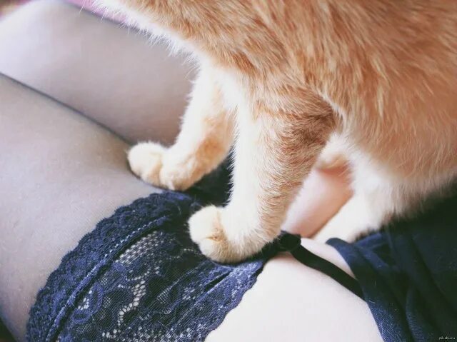 Девушка с котом на руках и голой киской между ног фото