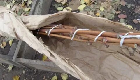 Укрыть виноград в подмосковье