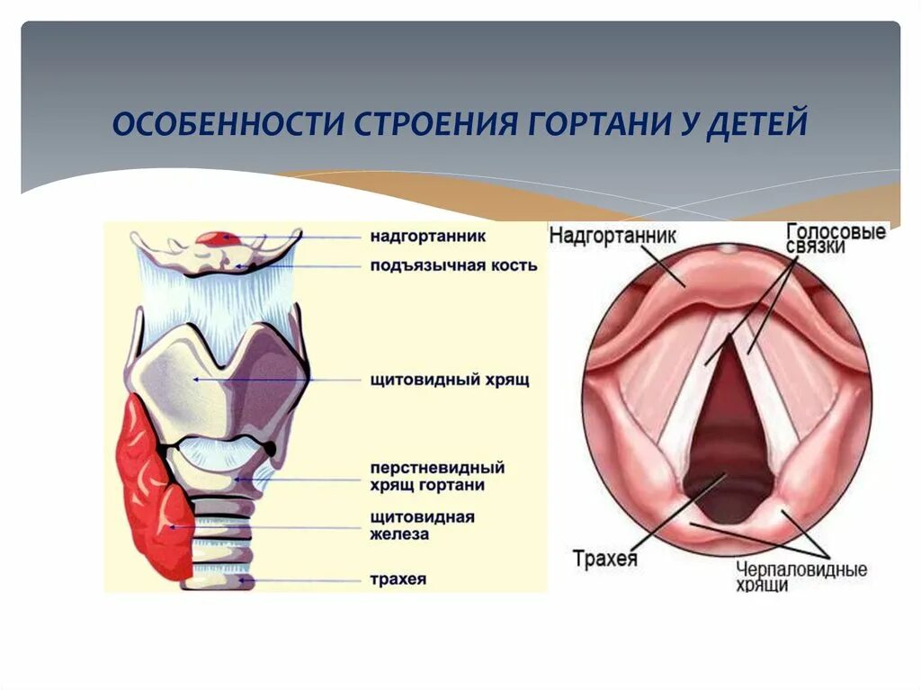 Детская гортань. Глотка надгортанник гортань. Надгортанник хрящ анатомия. Строение гортани надгортанник.