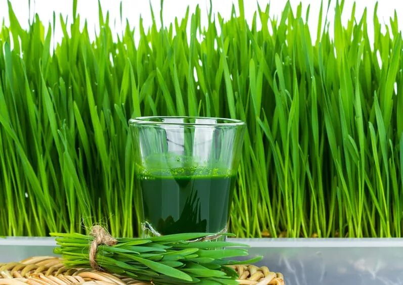 Витграсс микрозелень. Витграсс микрозелень. Микрозелень пшеницы. Микрозелень овес. Микрозелень пшеницы.