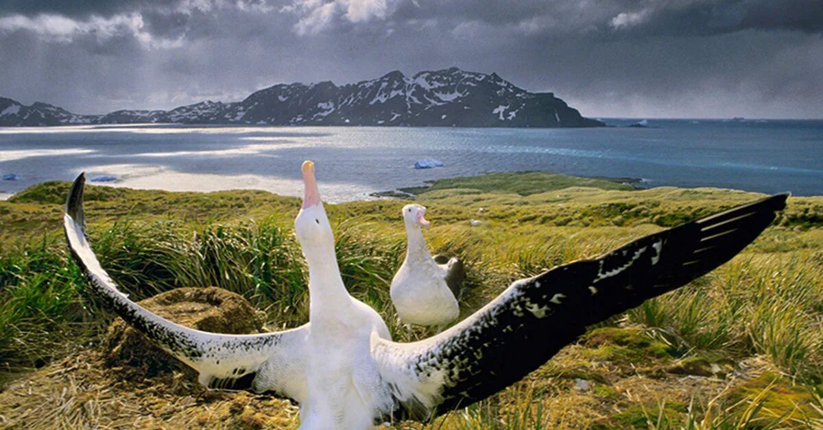 Где обитают альбатросы. Странствующий Альбатрос размах крыльев. Странствующий Альбатрос в Антарктиде. Гигантский Альбатрос. Королевский Альбатрос и человек.