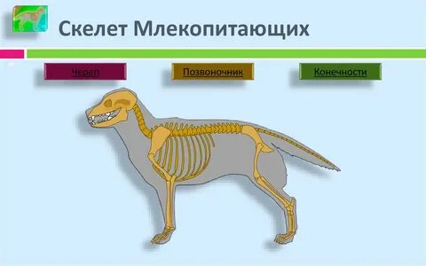 Скелет млекопитающих 7 класс биология рисунок