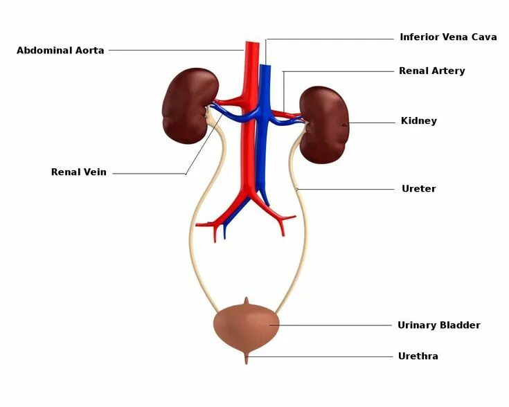 Kidneys bladder