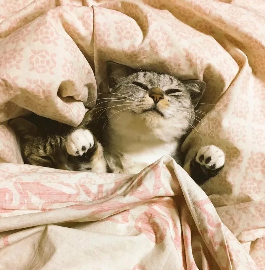 Котик под одеялом. Котенок в одеяле. котик в кровати. котик под пледом.