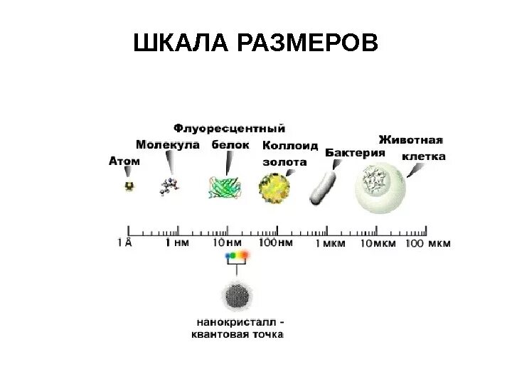 Размер молекулы воды и вируса. Сравнение размеров молекул. Размер молекулы воды. Сравнительные Размеры молекул. Атом сравнение размеров