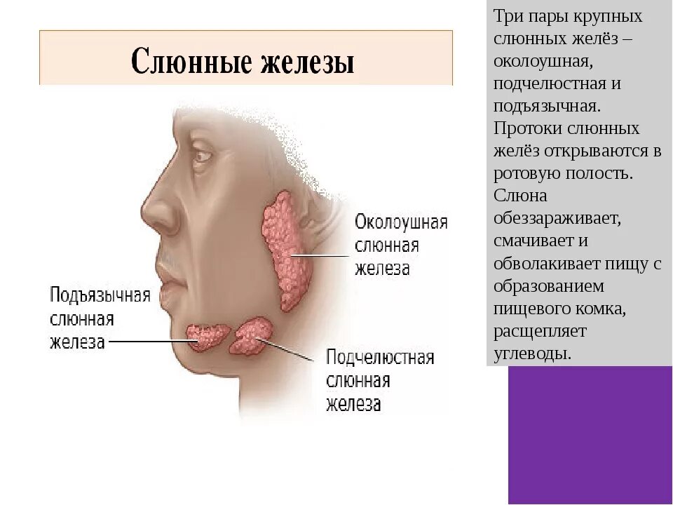 Канал слюна