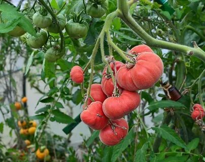 Томат абрикосовый урожайность