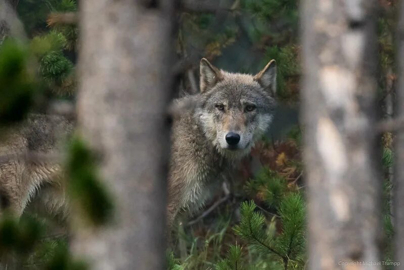 Moly wolf