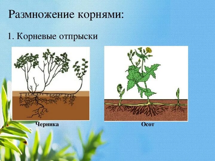 Какие отношения складываются между томатом и осотом. Вегетативное размножение корневыми отпрысками. Корневые отпрыски осот. Корневыми отпрысками размножаются. Размножение корневыми отпрысками это вегетативное размножение.