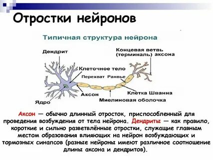Для клеток какой ткани характерны дендриты