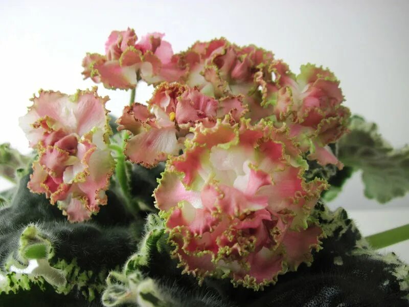 фиалка сорт розовое золото. лебецкая). фиалка ле розовое золото. фиалка розовый кварц. фиалка ле дюшес.